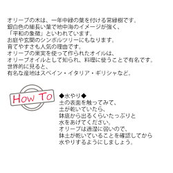 オリーブの木ミニホワイト陶器鉢植え送料無料庭木鉢植え観葉植物インテリア中型小型オリーブ