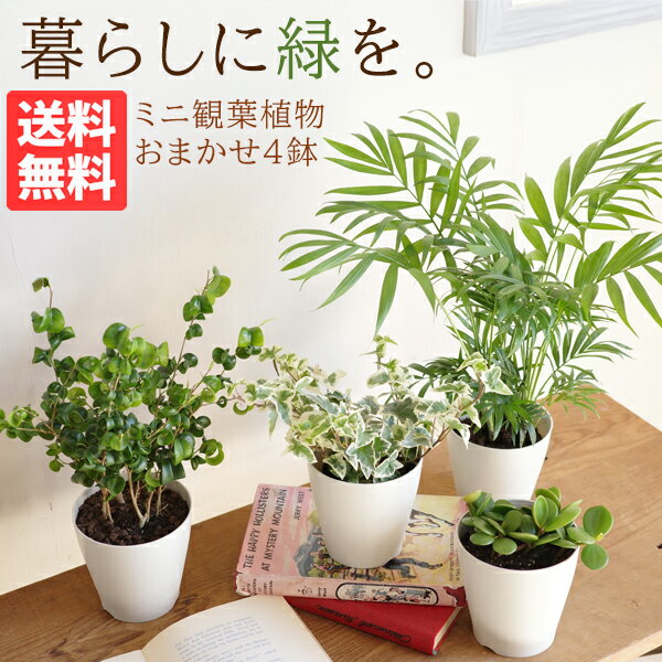 観葉植物 4鉢セット お試し 特価 お買い得 白色鉢植え 受け皿付き 小さい セット 本物 ミニ 小鉢 ミニサイズ インテリア