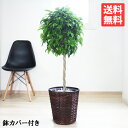 ベンジャミン 8号 鉢カバー付 送料無料 フィカス ベンジャミナ 観葉植物 おしゃれ 中型 大型 フィカス ゴムの木 花 ガーデン DIY 観葉植物 インテリア
