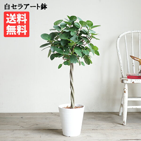 楽天市場】菩提樹（観葉植物｜花・観葉植物）：花・ガーデン・DIYの通販