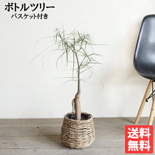 楽天市場】観葉植物 ボトルツリーの通販