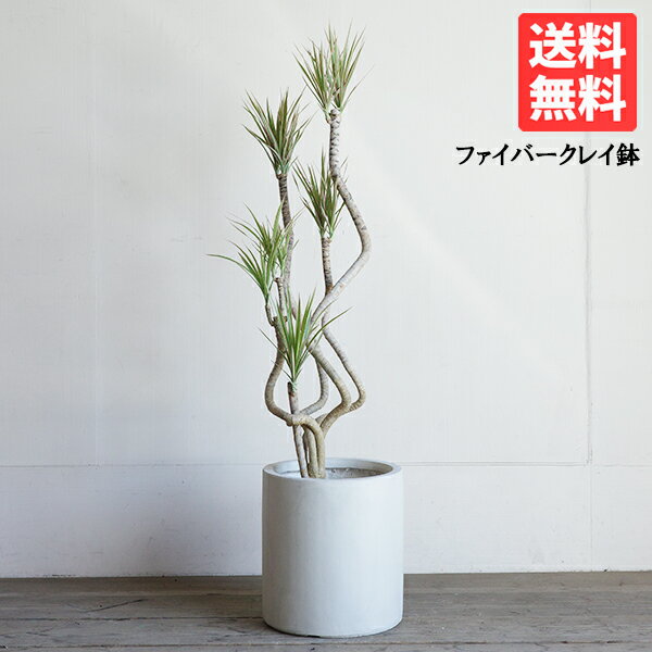 ドラセナ コンシンネ ファイバークレイ 鉢カバー付き クリーム 送料無料 観葉植物 おしゃれ インテリア