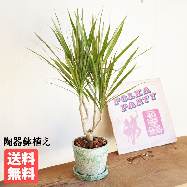 楽天市場】ドラセナ コンシンネ(観葉植物|花・観葉植物):花 楽天市場】ドラセナ コンシンネ(観葉植物|花・観葉植物):花
