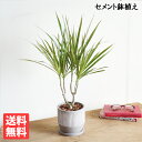 ドラセナ コンシンネ セメント鉢植え 縦ライン 送料無料 観葉植物 中型 おしゃれ インテリア
