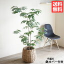 エバーフレッシュ 手編み鉢カバー付き 観葉植物 送料無料 大型 ネムノキ ねむの木 花 ガーデン DIY 花 観葉植物 インテリア