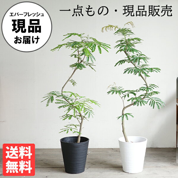 楽天市場】エバーフレッシュ（高さ（植物）71 ～ 130.9cm）（花・観葉