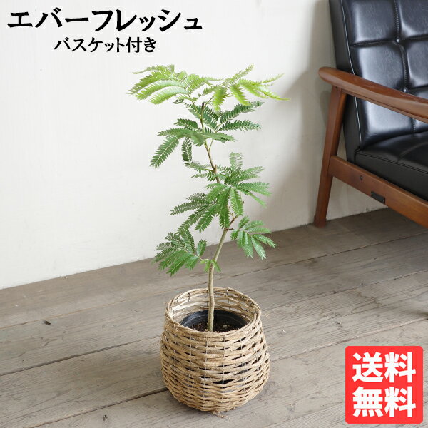 エバーフレッシュ本物S字樹形自然素...