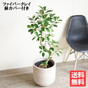 フランスゴム S字仕立て フランスゴムの木 ループ樹形 観葉植物 ハイグレード鉢カバー付き アッシュブラウン フィカスルビギノーサ 送料無料 花 ガーデン DI...