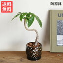 観葉植物 小さい パキラ ミニ カーブ仕立て 茶色陶器鉢植え 卓上サイズ 金のなる木 リビング インテリア 送料無料 商売繁盛