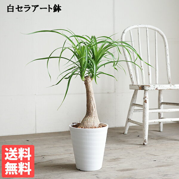 楽天市場】大型（種類（植物）トックリラン）（観葉植物｜花・観葉植物