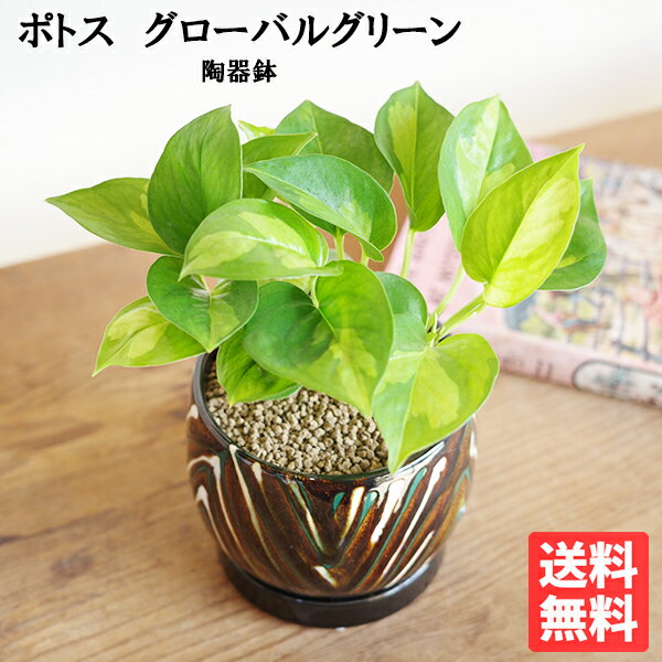 観葉植物 小さい ポトス グローバルグリーン 茶色 陶器鉢植え ミニ 卓上 丈夫で簡単 送料無料