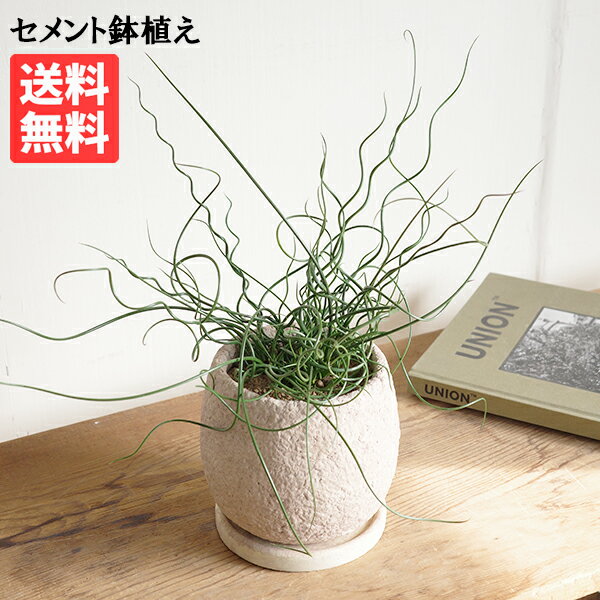 ラセンイ 螺旋藺 観葉植物 ピンクベージュ セメント鉢植え ラセンイソウ スパイラルラッシュ 小型 希少..
