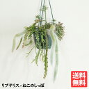 リプサリスとヒルデヴィンティラの吊り鉢 寄せ植え 管理しやすいシリーズ 鉢付き ハンギング 吊り鉢 丈夫 吊るす 吊り プラントハンガー 丈夫で簡単 送料無料