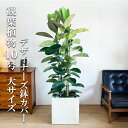 観葉植物 大型 ロブスター ゴムの木 10号 キューブ型 デザイナーズ 高級鉢カバー付 アイボリー 法人様送料無料 プレミアム おしゃれ 尺鉢 大鉢 10号鉢 ...