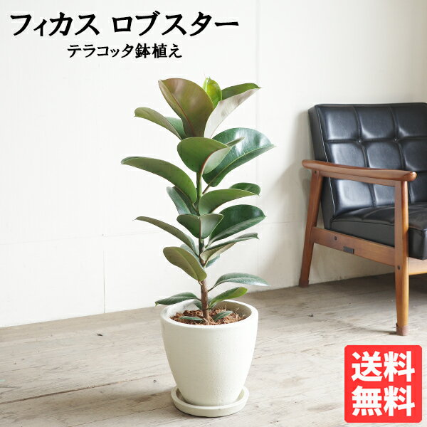 楽天市場】ロブスター（種類（植物）ゴムの木）（観葉植物｜花・観葉