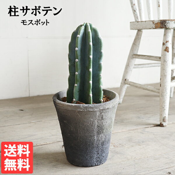 楽天市場】柱サボテン（イベント・祝日母の日）（観葉植物｜花・観葉