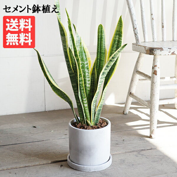 観葉植物 サンスベリア ローレンティー アッシュグレーセメント鉢植え 卓上 中型 送料無料 小型 インテリア 虎の尾 トラノオ