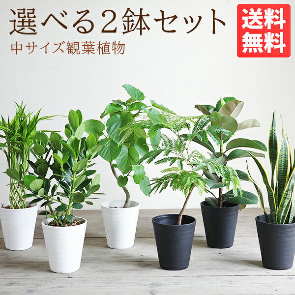 楽天市場】観葉植物 2鉢セットの通販