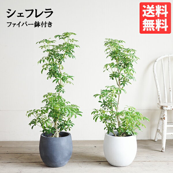 Rakuten - シェフレラ コンパクタ ファイバー 選べる鉢カバー付き ホワイト ブラック 観葉植物 中型 丈夫 育てやすい 送料無料
