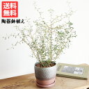 ソフォラ リトルベイビー 特大 陶器鉢 ツートンカラー 送料無料 中型 観葉植物 インテリア