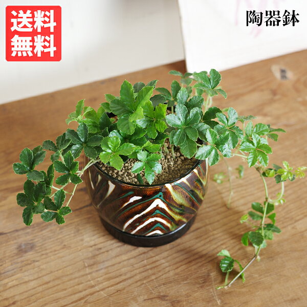 観葉植物 小さい シュガーバイン 茶色陶器鉢植え 卓上サイズ 本物 シッサス 送料無料 ミニサイズ 小型 インテリア