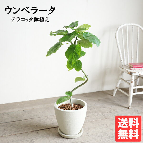 ウンベラータ ループ樹形 アイボリーテラコッタ 送料無料 フィカスウンベラータ 観葉植物 おしゃれ 中型 フィカス ゴムの木 花 ガーデン DIY 花 観葉植物 観葉植物 インテリア ウランベータ