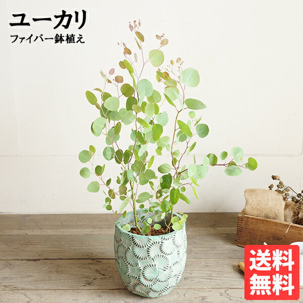ユーカリ ユーカリの木 ファイバー鉢植え ミントグリーン 観葉植物 送料無料 ベランダ テラス バルコニー ハーブ シンボルツリー シルバーリーフ バルコニスト 玄関