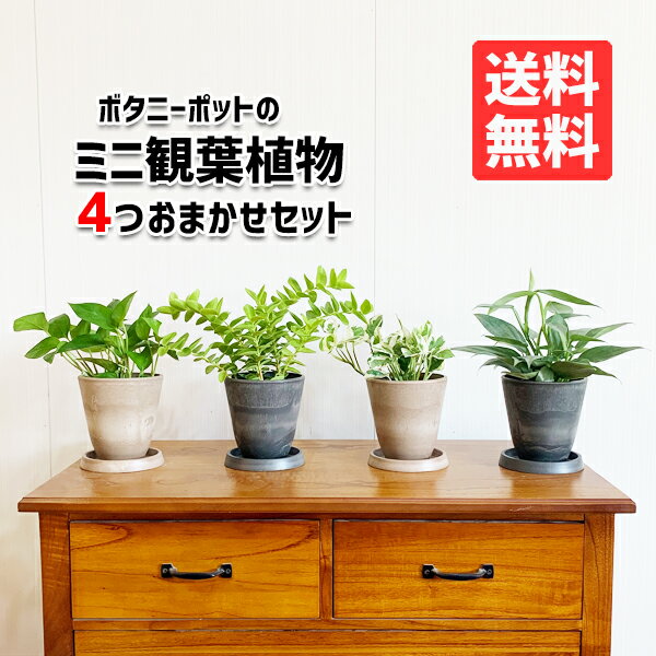 楽天観葉植物のthe・green観葉植物 小さい セット 本物 ミニ 4鉢セット お試し 特価 お買い得 ボタニ―ポット植えの小型 小鉢 ミニサイズ インテリア