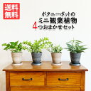 観葉植物 小さい セット 本物 ミニ 4鉢セット お試し 特価 お買い得 ボタニ―ポット植えの小型 小鉢 ミニサイズ インテリア