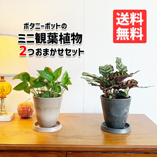 楽天観葉植物のthe・green観葉植物 小さい セット 本物 ミニ 2鉢セット お試し 特価 お買い得 ボタニ―ポット植えの小型 小鉢 ミニサイズ インテリア