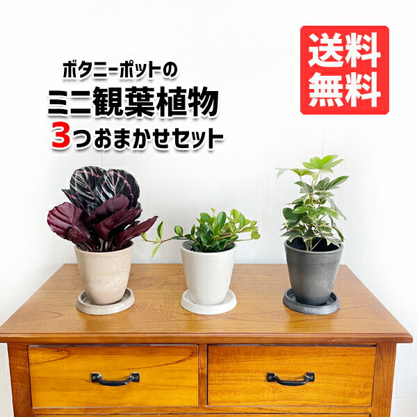 楽天観葉植物のthe・green観葉植物 小さい セット 本物 ミニ 3鉢セット お試し 特価 お買い得 ボタニ―ポット植えの小型 小鉢 ミニサイズ インテリア