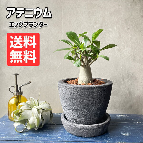 アデニウム アラビカム コーデックス eggpot植え ボリューム品 塊根植物 多肉植物 観葉植物 送料無料