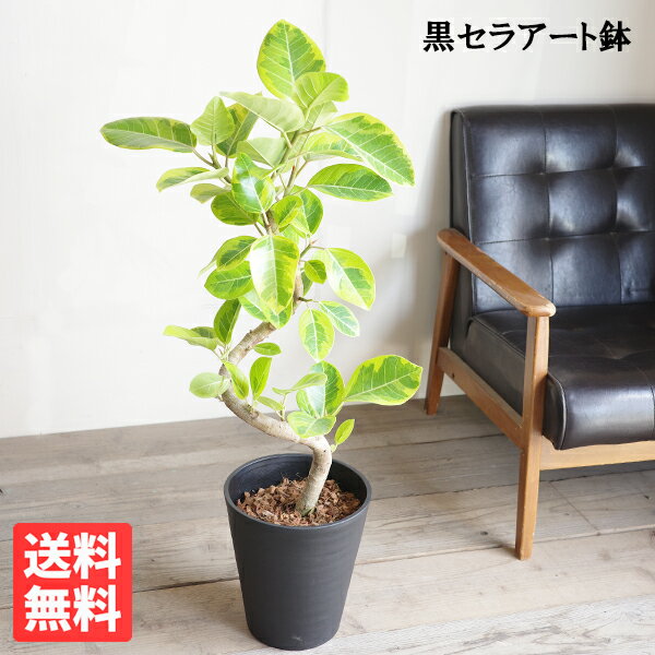 楽天市場】フィカス アルテシマ(観葉植物|花・観葉植物):花 楽天市場】フィカス アルテシマ(観葉植物|花・観葉植物):花
