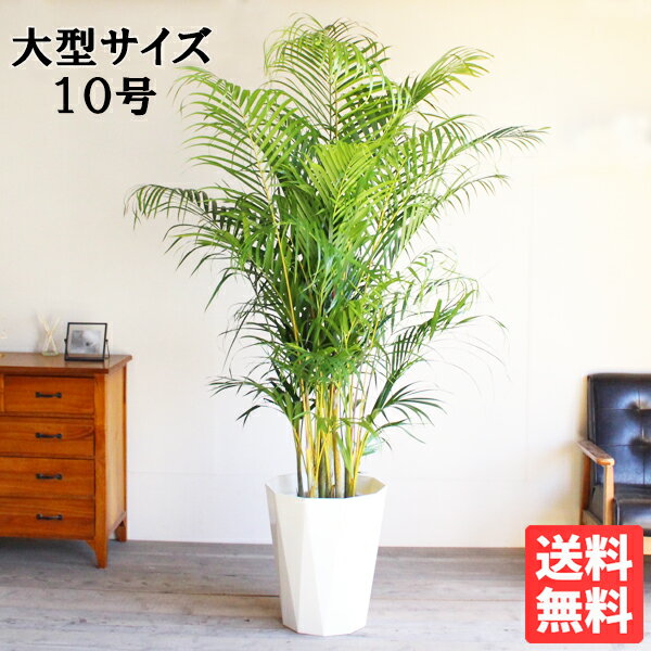 観葉植物（売れ筋ランキング） 観葉植物 大型 法人宛送料無料 アレカヤシ ヤシの木 大サイズ 大鉢 10号鉢 ヤシ 花 ガーデン DIY インテリア