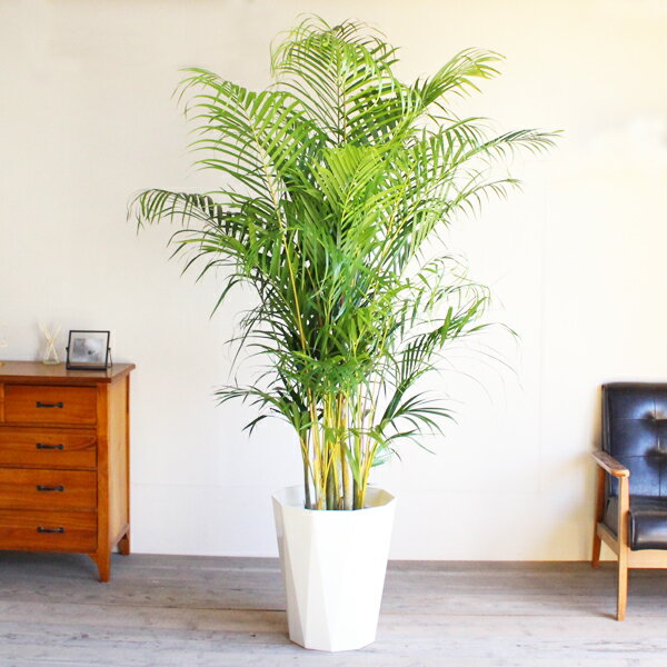 観葉植物 大型 法人宛送料無料 アレカヤシ ヤシの木 大サイズ 大鉢 10号鉢 ヤシ 花...