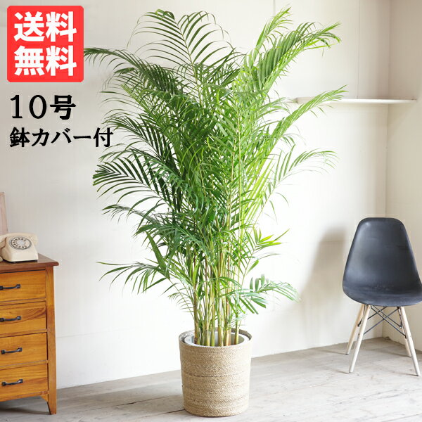 アレカヤシ 観葉植物 観葉植物 大型 法人宛送料無料 アレカヤシ ヤシの木 ナチュラル鉢カバー付 大サイズ 大鉢 10号鉢 ヤシ 花 ガーデン DIY インテリア