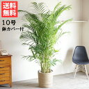 観葉植物 大型 法人宛送料無料 アレカヤシ ヤシの木 ナチュラル鉢カバー付 大サイズ 大鉢 10号鉢 ヤシ 花 ガーデン DIY インテリア