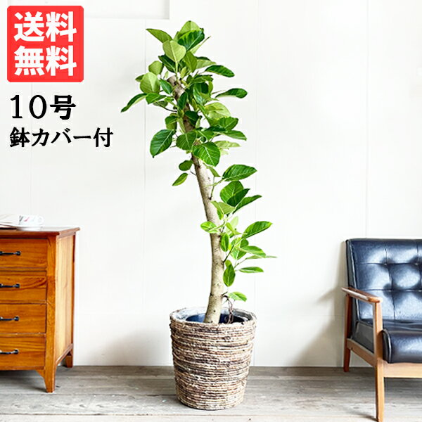 ゴムの木 観葉植物 大型 フィカス アルテシーマ 10号 バナナリーフ鉢カバー付 法人送料無料 おしゃれ 尺鉢 大鉢 10号鉢 大サイズ 大きいサイズ インテリア 鉢カバー付き ゴムの木 アルテシマ