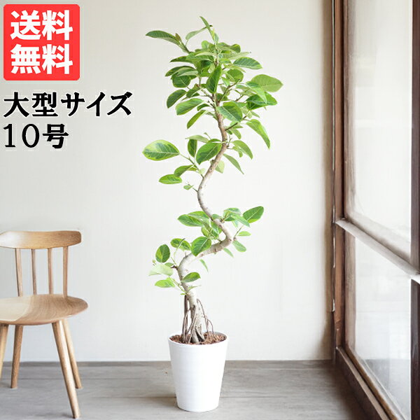 楽天市場】フィカス アルテシマ 10号の通販