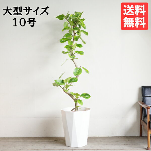 楽天市場】フィカス アルテシーマ 10号の通販