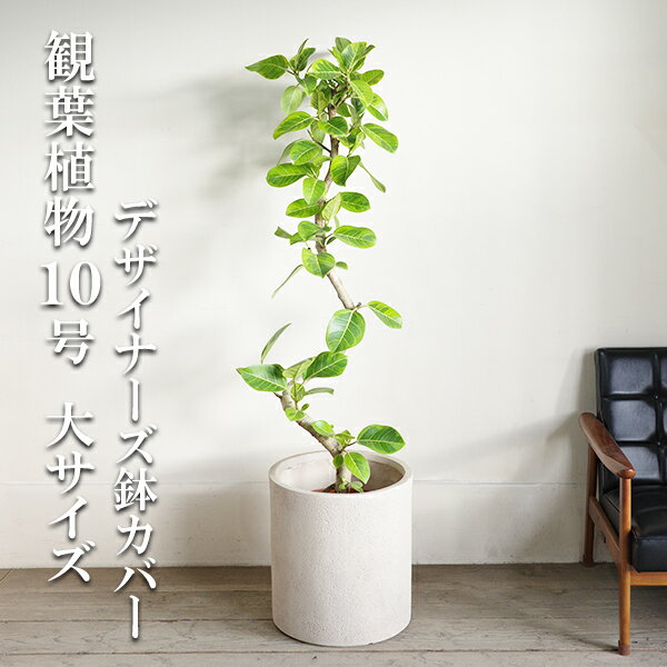 Rakuten - 観葉植物 大型 フィカス アルテシーマ S字樹形 10号 シリンダー型 鉢カバー付 クリーム 法人送料無料 おしゃれ 尺鉢 大鉢 10号鉢 大サイズ 大きいサイズ インテリア 鉢カバー付き ゴムの木 アルテシマ