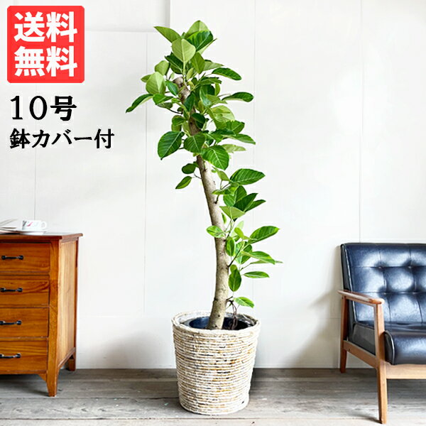 楽天市場】フィカス アルテシマ(サイズ(植木鉢)10 ~ 12号 楽天市場】フィカス アルテシマ(サイズ(植木鉢)10 ~ 12号