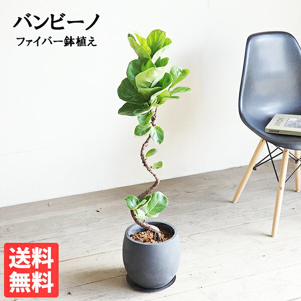 カシワバゴムバンビーノカシワバゴム...