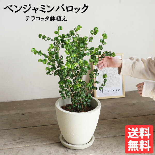 樂天商城 - ベンジャミン バロック アイボリーテラコッタ鉢植え 観葉植物 ベンジャミンバロック 送料無料 中型