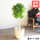 ベンジャミン 8号 やわらかいかご付 送料無料 フィカス ベンジャミナ 観葉植物 おしゃれ 中型 大型 フィカス ゴムの木 花 ガーデン DIY 観葉植物 インテリア