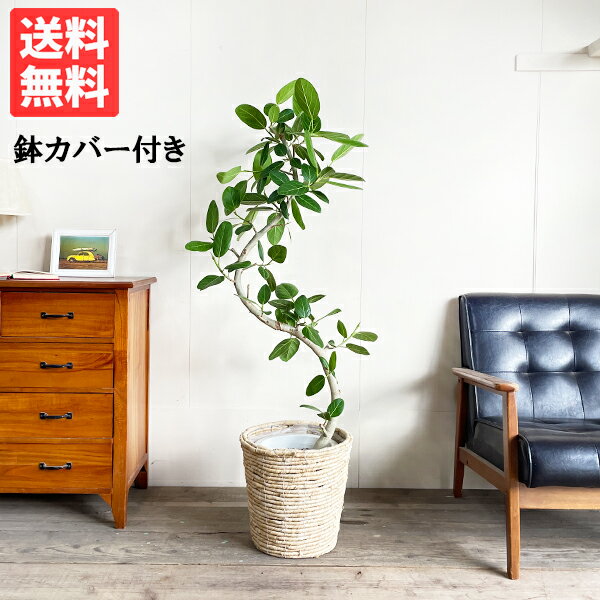 楽天観葉植物のthe・greenフィカス ベンガレンシス ナチュラル鉢カバー付き フィカスベンガレンシス ベンガルゴムの木 送料無料 中型 大型 インテリア おしゃれ 人気 楽天 通販 ギフト プレゼント