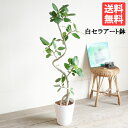 フィカス ベンガレンシス 大きめ ベンガルゴムの木 ホワイト セラアート鉢 送料無料 観葉植物 おしゃれ 大型 フィカス ゴムの木 花 ガーデン DIY 花 観葉植物 観葉植物 インテリア
