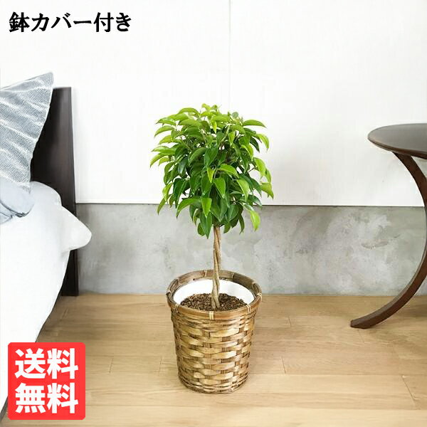 ベンジャミン 6号 鉢カバー付き 送料無料 フィカス ベンジャミナ 観葉植物 おしゃれ インテリア中型 小型 フィカス ゴムの木