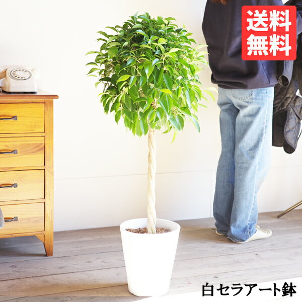 ベンジャミン 8号 ホワイトセラアート鉢植え 送料無料 フィカス ベンジャミナ 観葉植物 おしゃれ 中型 大型 フィカス ゴムの木 花 ガーデン DIY 観葉植物 インテリアのサムネイル