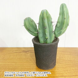 楽天市場 ボタニカルソイル 1l 2袋 観葉植物 土 虫がわかない 室内 清潔 栄養 黒土 多肉 サボテン 用土 2l 送料無料 観葉植物のthe Green 楽天市場 ボタニカルソイル 1l 2袋 観葉植物 土 虫がわかない 室内 清潔 栄養 黒土 多肉 サボテン 用土 2l 送料無料 観葉植物のthe Green